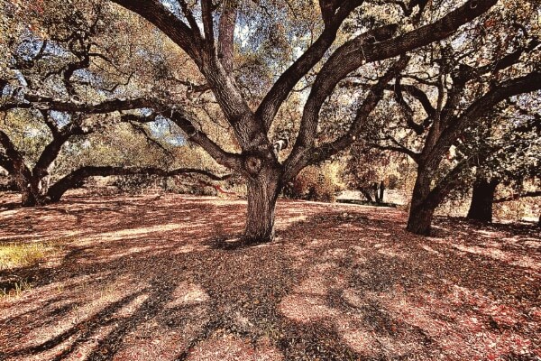 Canopy Of The Oaks